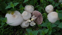 DSC00042.thumb.JPG.058b59992d2155fed7fa958389510725.JPG
