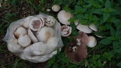 DSC00047.thumb.JPG.0406023608676ded8c3d31de3d21c4ec.JPG