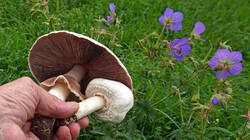 DSC00054.thumb.JPG.cc7ce8094e6e880d74836a099033db28.JPG