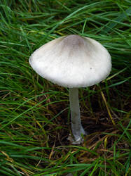 DSC00078.thumb.JPG.604dc4cba4bb4920877d45a70f2efa8a.JPG
