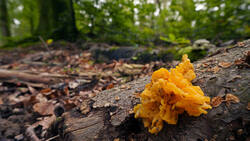 DSC00089.thumb.JPG.a68021d059e04f69884d2489c4e6ae02.JPG