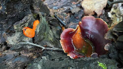 DSC00097.thumb.JPG.67c31e62ecb69ce367de695a428f2425.JPG