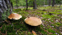 DSC00108.thumb.JPG.65ec82d03122ca30714a130ea79460b6.JPG