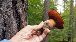 DSC00113.thumb.JPG.45a55bba0eccf738db692c16b4be1bb1.JPG