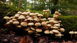 DSC00122.thumb.JPG.f70ceb97b65c041ec258aa8dc64a3a7f.JPG