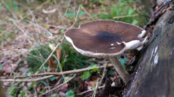 DSC00152.thumb.JPG.013b3dce5e33fe5f2aa75eed606f77a6.JPG