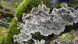 DSC00165.thumb.JPG.186ba18c30ea109c82e721f5e0fc157f.JPG