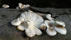 DSC02300.thumb.JPG.f0477dff2a8a58545d5de1826caf8247.JPG