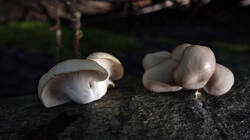 DSC02330.thumb.JPG.3fc0df09aad1eb45d94c7e91b2e2645b.JPG