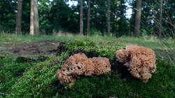 DSC02401.thumb.JPG.d4b40ca36d0eaf130f34af0e125794fa.JPG