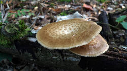 DSC02448.thumb.JPG.9bec22dcd7f7eacb8cd2f242fca373ec.JPG