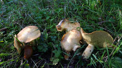 DSC02475.thumb.JPG.bd1d9f2eea8c3633e20243382cadb47b.JPG