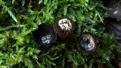 DSC02479.thumb.JPG.0b932b51ec031a476afae3f18997df7e.JPG