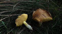DSC02500.thumb.JPG.f3409dc8d1f4f501a2fafb29b0263766.JPG