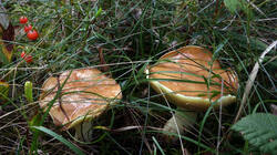DSC02504.thumb.JPG.27c6e906e0741b2344fdbb1dc5ee6089.JPG