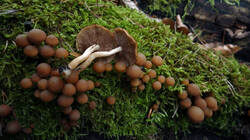 DSC02521.thumb.JPG.c9d3f38f3cc72da812d17d73e4d21465.JPG