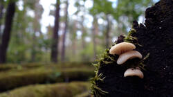 DSC02522.thumb.JPG.8716174a8d73b65f8952f2d09022c98f.JPG
