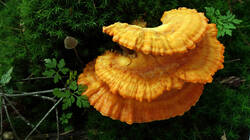 DSC02529.thumb.JPG.730060dfdb36a10e755ca257aea1d84c.JPG