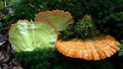 DSC02538.thumb.JPG.5875eb6f3a02c26a9b07b9bdd03faf80.JPG
