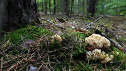 DSC02552.thumb.JPG.3a57bad0a1fd5dbf6f651cbb0f5a0a79.JPG