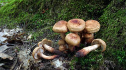 DSC02580.thumb.JPG.1c59590173c1d9868313584ce12cbd37.JPG