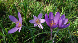 DSC02581.thumb.JPG.c383154626fd7fd24cbbe7633f049c9b.JPG