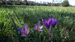 DSC02582.thumb.JPG.d3ee62eaf7e13e27e5efaf9c75ab930e.JPG