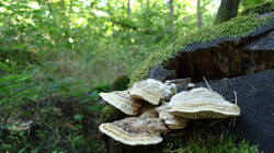 DSC02615.thumb.JPG.d98d2631c4e2a78d4f83787fdfc00593.JPG