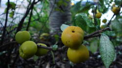 DSC02657.thumb.JPG.cd3c9540fe43140a8caf9764b98cbce8.JPG