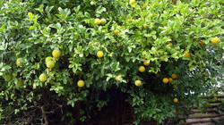 DSC02674.thumb.JPG.2f1d53a627eb2ff4e5ad60605dd56f9a.JPG