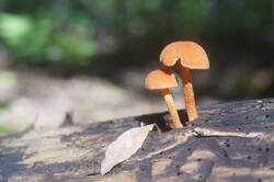 DSC04136.jpg