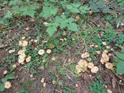 DSC05931.thumb.JPG.8513662605da503635808211f5b09ed4.JPG