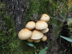 DSC05935.thumb.JPG.47c24a1786241ee78a9f00e3ef6739c0.JPG