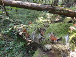 DSC05953.thumb.JPG.763239da8865ccf2e91e10e56f15c130.JPG