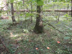 DSC05962.thumb.JPG.3b96a00abe6aa60ad633432d7746f775.JPG
