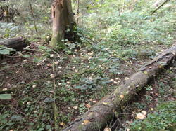DSC05965.thumb.JPG.de383af9f19140df347d62a4f414a9af.JPG