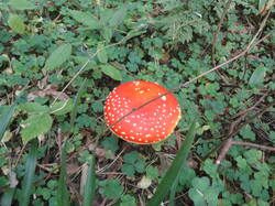 DSC05978.thumb.JPG.883ff7bfae84b341fa35707812781f84.JPG
