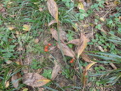 DSC05982.thumb.JPG.80f57e2aaf3ebec7aebab4cb0f4d0b04.JPG