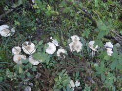 DSC05998.thumb.JPG.f894d3971a47df9d278a392e4104523a.JPG