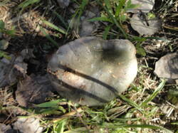 DSC06033.thumb.JPG.980d2fc1874bc40f76424055e911b1fe.JPG