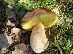 DSC06035.thumb.JPG.ee7614c35cba8705d3269522bb16c5ca.JPG
