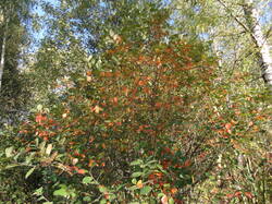 DSC06036.thumb.JPG.937e5b76651e066b56929ed30ecac65d.JPG