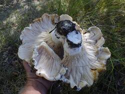 DSCF1344.thumb.JPG.071cc090b7be8b6d90ec42438b9c1249.JPG