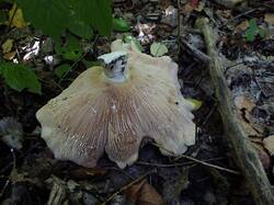 DSCF1346.thumb.JPG.21cd588351979c75e80d3388e2e810eb.JPG