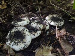 DSCF1347.thumb.JPG.a146bdd3cf085b815b7d66b0538cc7ac.JPG