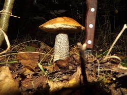 DSCF6115.JPG