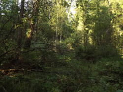 DSCF6130.JPG