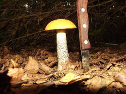 DSCF6153.JPG