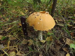 DSCF6176.JPG
