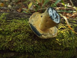 DSCF6196.JPG